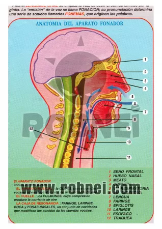 Anatomia Del Aparato Fonador
